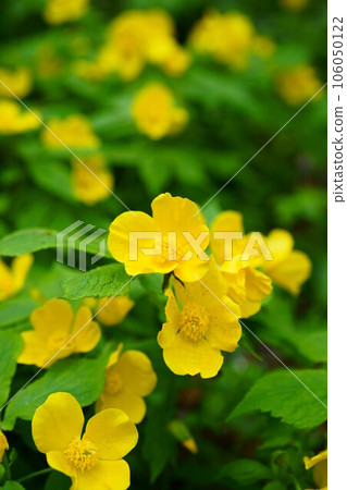 4905 山吹莊 4905 山吹莊 106050122