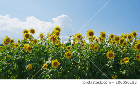 A sunflower field in the blue sky A sunflower field in the blue sky 106050188