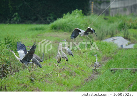 A group of gray herons looking for prey A group of gray herons looking for prey 106050253