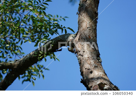 A bear sticking to a tree 106050340