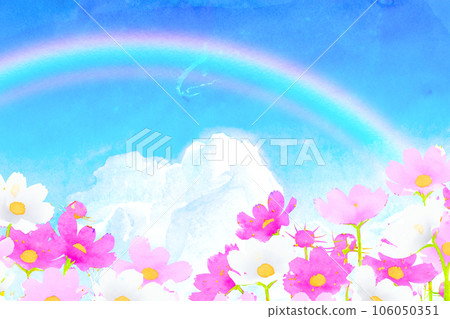 Rainbow over the cosmos field 106050351