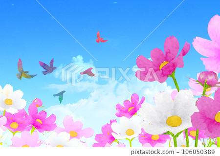 Blue sky, white clouds and cosmos 106050389