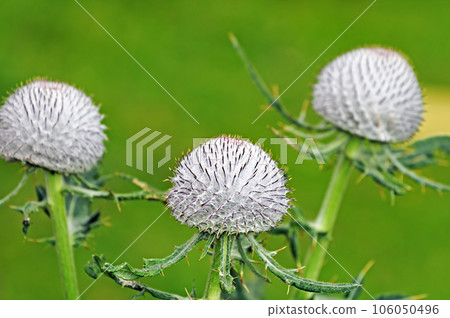 Thistle flowers on green background Thistle flowers on green background 106050496