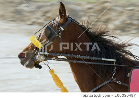 Riding horse Riding horse 106050497