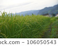 Spreading rural scenery 106050543