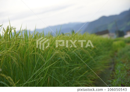 傳播田園風光 傳播田園風光 106050543