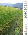 Spreading rural scenery 106050544