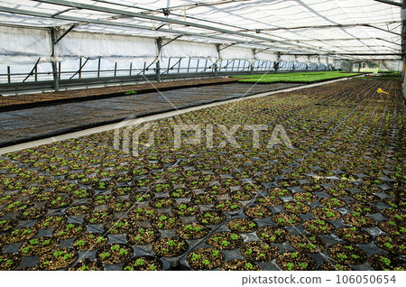 Greenhouse 106050654
