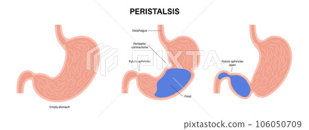 Peristalsis movement poster 106050709