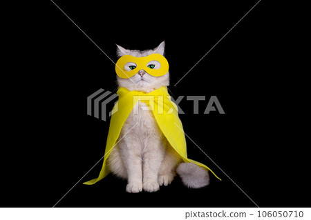 Adorable white cat in a yellow superhero costume, sits on black background 106050710