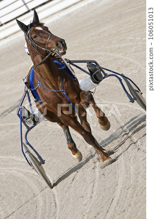 Harness racing 106051013