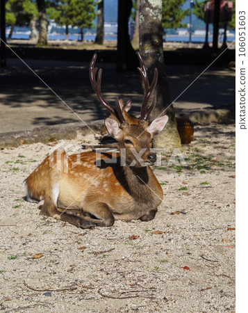 Big horned wild stag chewing its cud Big horned wild stag chewing its cud 106051603