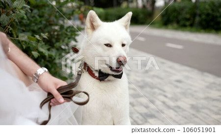 Husky dog with a black fabric bow tie around his neck. Husky in the park in summer. Siberian Husky, side view. Husky on the background of a green park and path. White dog husky. Husky dog with a black fabric bow tie around his neck. Husky in the park in summer. Siberian Husky, side view. Husky on the background of a green park and path. White dog husky. 106051901