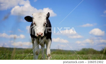 Cow on the field with green grass. Livestock, cows, dairy products, pastures. The calf eats green grass at sunset. Farm animal. The concept of animal husbandry and animal husbandry. The calf is Cow on the field with green grass. Livestock, cows, dairy products, pastures. The calf eats green grass at sunset. Farm animal. The concept of animal husbandry and animal husbandry. The calf is 106051902