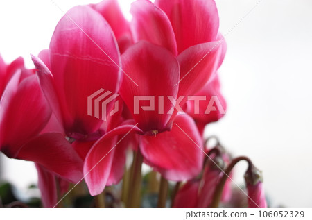 pretty cyclamen flower pretty cyclamen flower 106052329