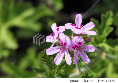 玫瑰天竺葵花 106052470