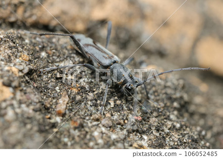 Tokyo longhorned beetle 106052485