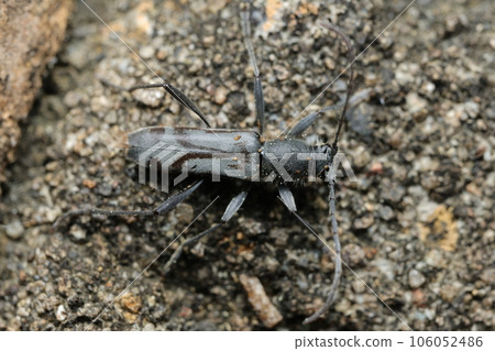 Tokyo longhorned beetle 106052486