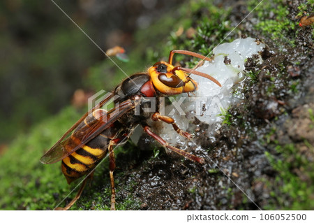 Hornet licking sap Hornet licking sap 106052500