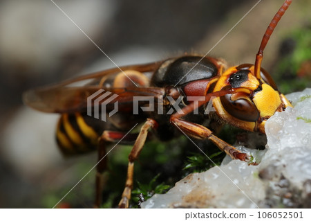 Hornet licking sap Hornet licking sap 106052501