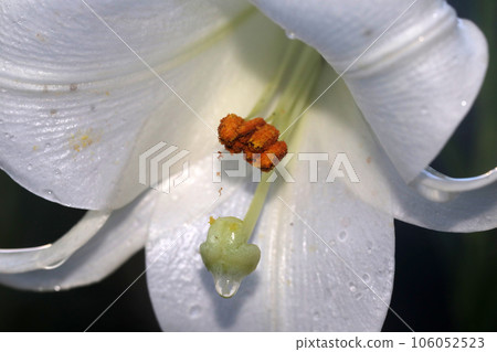 Takasago lily 106052523