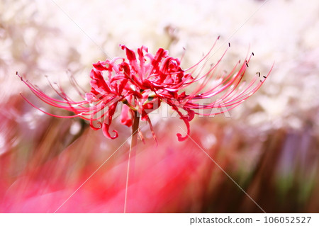 白色群集孤挺花和紅色群孤挺花 106052527