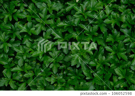 Green leaf of Climbing Wedelia Green leaf of Climbing Wedelia 106052598