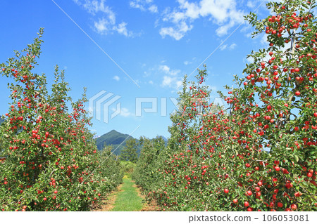 在阿爾卑斯山北部的蘋果田 106053081