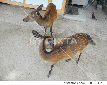 Itsukushima Miyajima Shika Natsu Itsukushima Miyajima Shika Natsu 106053156