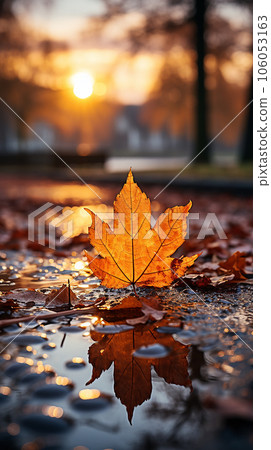 autumn leaves fallen onto wet asphalt road close up autumn leaves fallen onto wet asphalt road close up 106053163