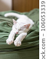 White cat sleeping with outstretched arms 106053339