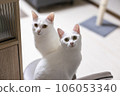 Two white cats staring at you on a chair 106053340