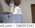 A white cat dozing in a cat tower with a hole 106053341