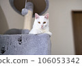 A white cat staring at us from a cat tower with a hole 106053342