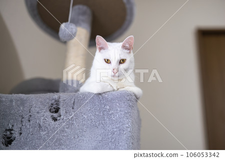 A white cat staring at us from a cat tower with a hole A white cat staring at us from a cat tower with a hole 106053342