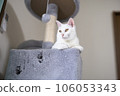 A white cat relaxing in a cat tower with a hole 106053343