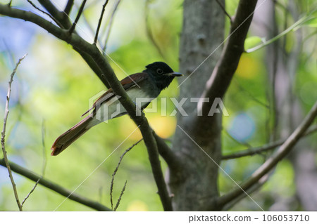 Summer bird Magpie flycatcher flycatcher ♀ Summer bird Magpie flycatcher flycatcher ♀ 106053710