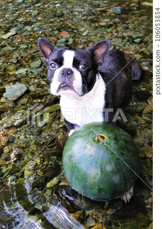 波士頓梗犬威猛君可愛地註視著常川清澈的常川河水中冰鎮的西瓜♡ 106053854