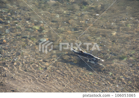 Pink salmon running up the river Pink salmon running up the river 106053865
