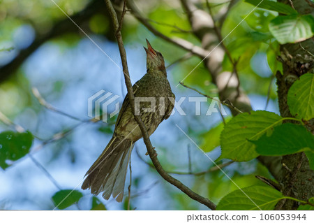 Brown-eared bulbulous on branches 106053944