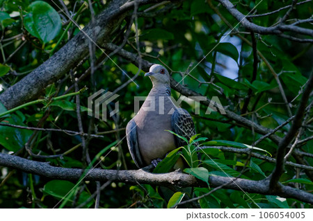 雌雄同體野生鳥類 Streptopelia streptopelia 雌雄同體野生鳥類 Streptopelia streptopelia 106054005