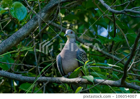 Hermaphroditic wild bird Streptopelia streptopelia Hermaphroditic wild bird Streptopelia streptopelia 106054007