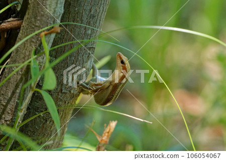 Japanese kana snake 106054067