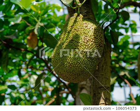 熱帶水果菠蘿蜜 106054373