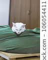 A white cat sleeping with its chin on a cushion 106054411
