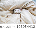 A white cat sticking its head out of the futon 106054412