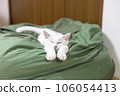 A cat sleeping with its arms straight 106054413