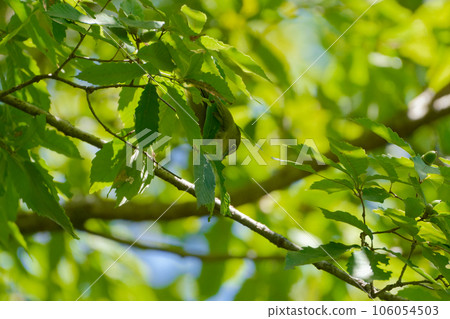 White-eye foraging 106054503