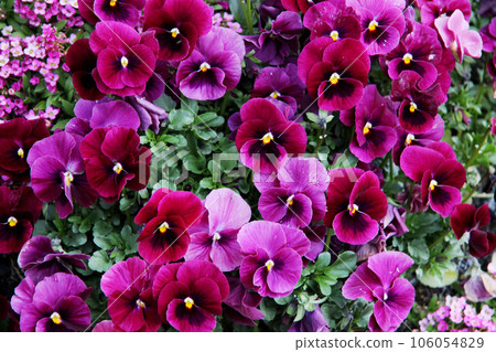 中提琴花 中提琴花 106054829