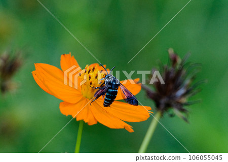 幸福的青蜂 琉璃門花蜂 訪花 幸福的青蜂 琉璃門花蜂 訪花 106055045